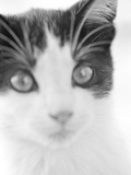 Cat's Head