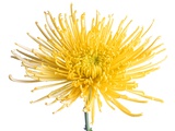 Yellow Chrysanthemum Fuji Flower with Water Droplets