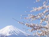 Cherry blossoms and Mt Fuji  Japan