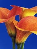 Calla lilies