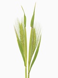Wild barley (hordeum)