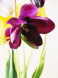 Tulipa