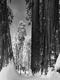 Snow-Covered Sequoias in Sequoia National Park
