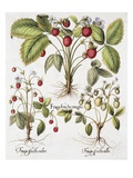 Three Varieties of Strawberry