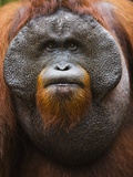 Dominant male orangutan