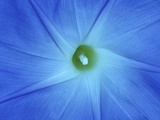 Morning Glory Blossom  Winnipeg  Manitoba  Canada