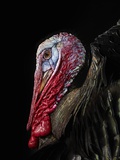 Side view of a male turkey head
