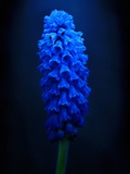 Blue foxglove