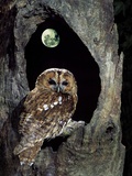 Tawny Owl Perched in Tree Below Nearly Full Moon