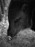 Peccary
