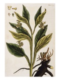 Comfrey
