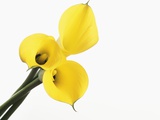 Calla lily