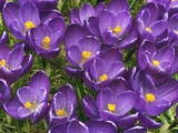 Crocuses