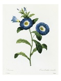 Convolvulus Tricolor