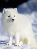 Adult Arctic Fox (Alopex Lagopus) Foraging on the Shoreline  Hudson Bay  Arctic Manitoba  Canada