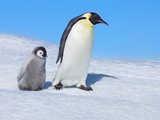 Emperor penguins