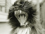 Cat Yawning