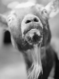Goat's Nose and Mouth