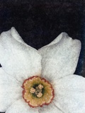 Small Daffodil