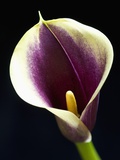 Orange Calla lily