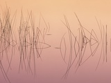 Hardsten Bulrush (scirpus Acutus) Manitoulin Island  Lake Mindemoya  Ontario  Canada