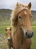 Horses  mare and colt  near Husafell  West Iceland