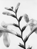 Gladiolus