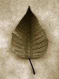 Poinsettia Leaf