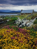 Flowers Along Carna Bay