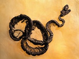 Complete Fossil of Large Snake