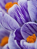 Pickwick crocus