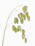 Common quaking grass (briza media)