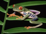 Red-Eyed Leaf Frog