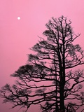 Japanese Larch Tree