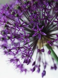 Allium