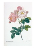 Rosa Demascena