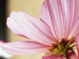 Cosmos