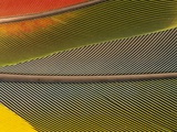 Detail of Scarlet Macaw Feathers