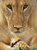 Lioness Eating a Turtle
