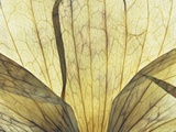 Translucent Petals 9