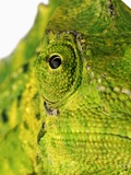 Eyes of a Meller's Chameleon