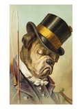 Postcard of a Bulldog Coachman Asleep