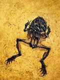 Fossil of Frog