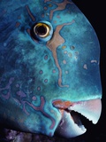 Steepheaded Parrotfish in Great Barrier Reef