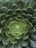 Center of Cactus