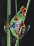 Red-Eyed Tree Frog Climbing through Plant Stems