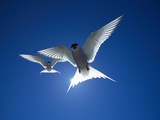 Pair of Birds Soaring Against Sun