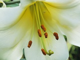 Close Up of Lilium Longiflorum