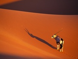 Oryx Antelope on Sossusvlei Sand Dune