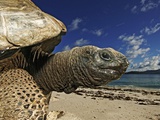 Giant Tortoise on the Beach